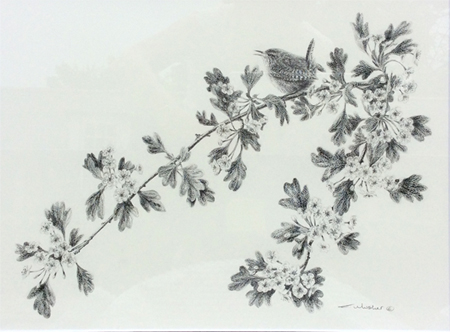hawthorn
